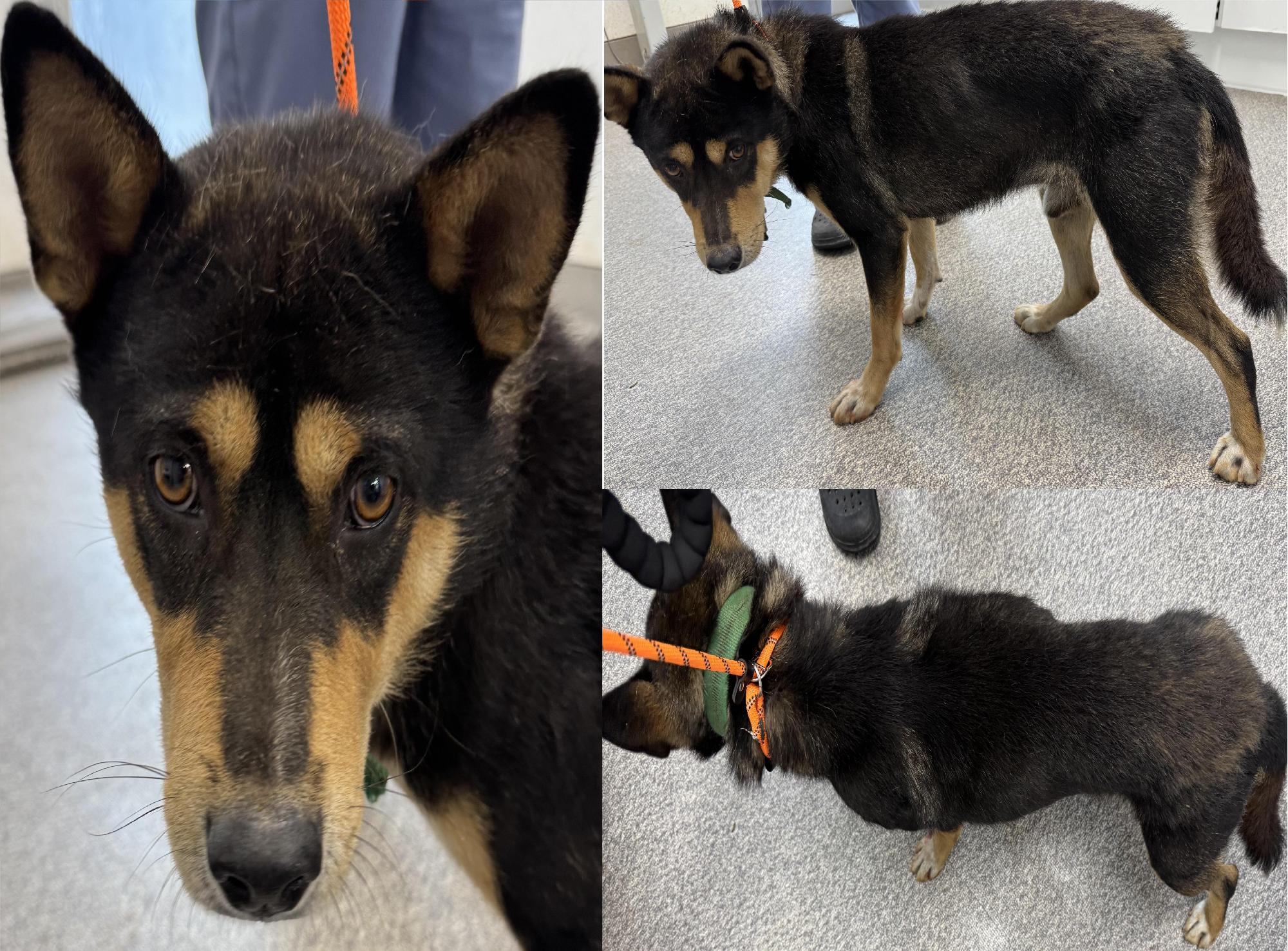 보호중 믹스견의 가…